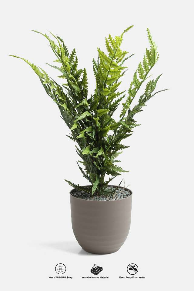 Cement-Finish-Potted-Plant-Fern