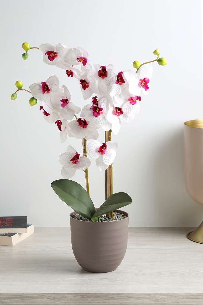 Plastic-Potted-Orchid-Plant