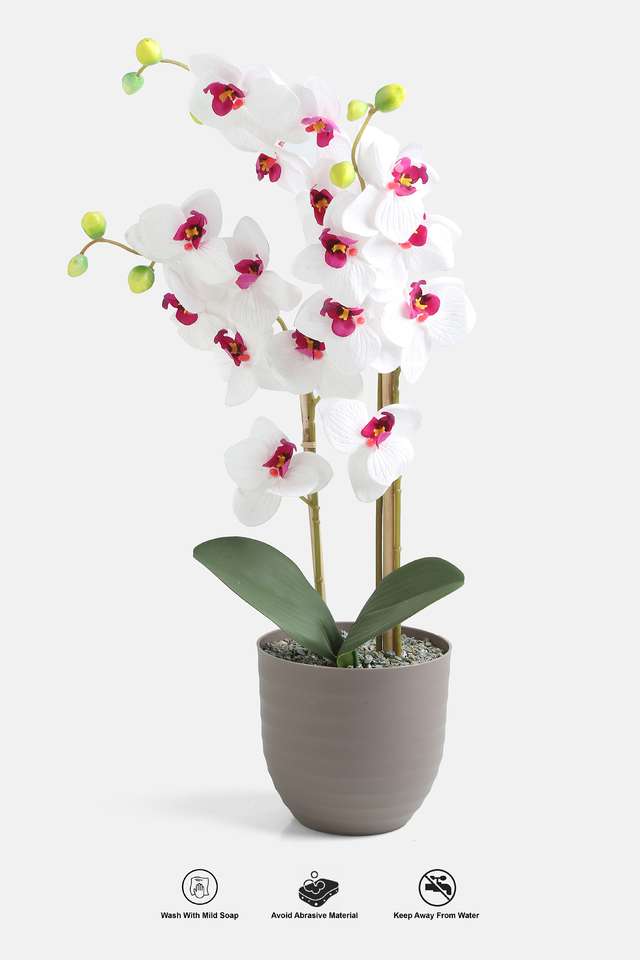 Plastic-Potted-Orchid-Plant