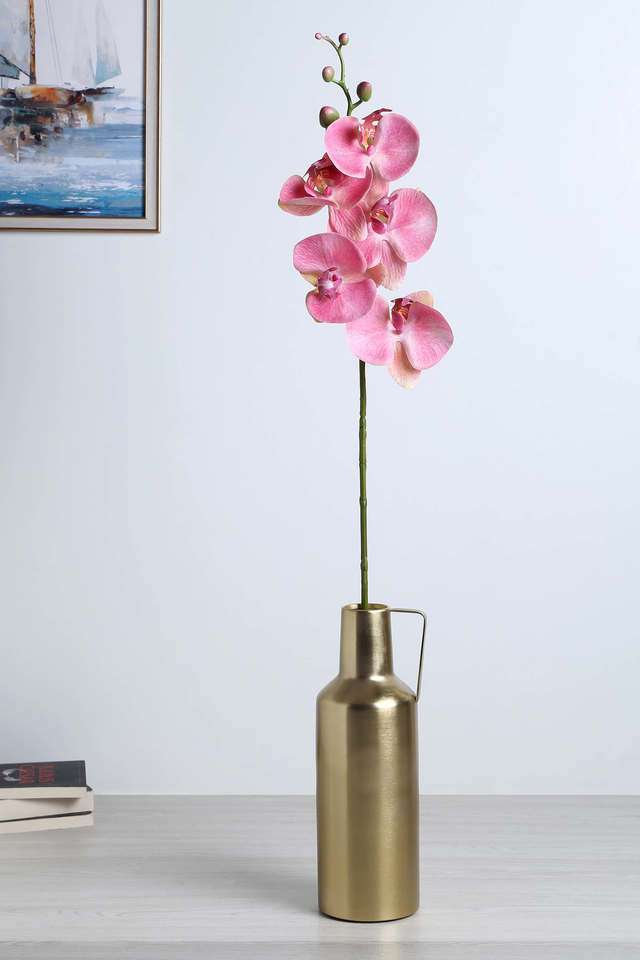 Moth-Orchid-Pink
