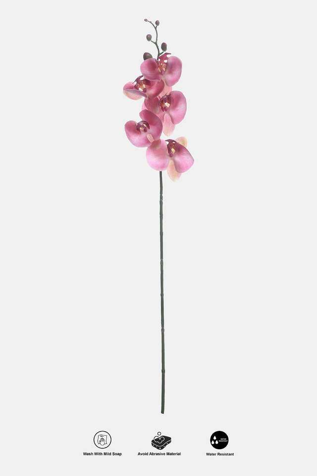 Moth-Orchid-Pink