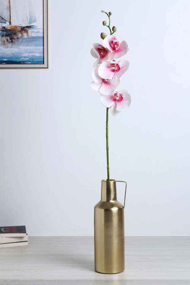 Moth-Orchid-White-Pink-Nectar