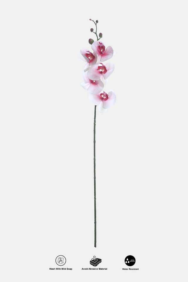 Moth-Orchid-White-Pink-Nectar