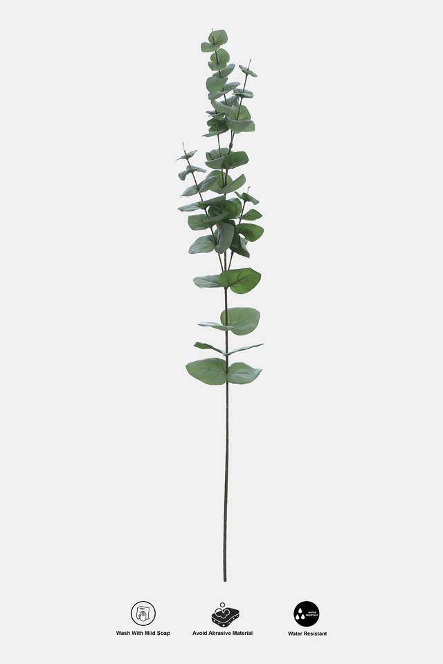 Eucalyptus-Stem