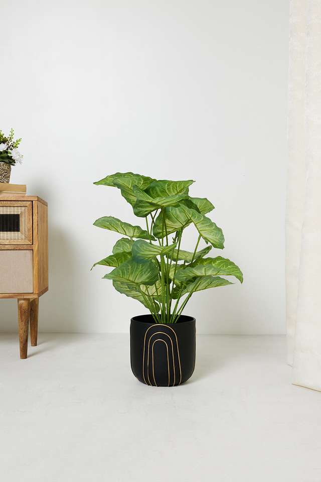 Peporomia-Dark-Green-Potted-Plant