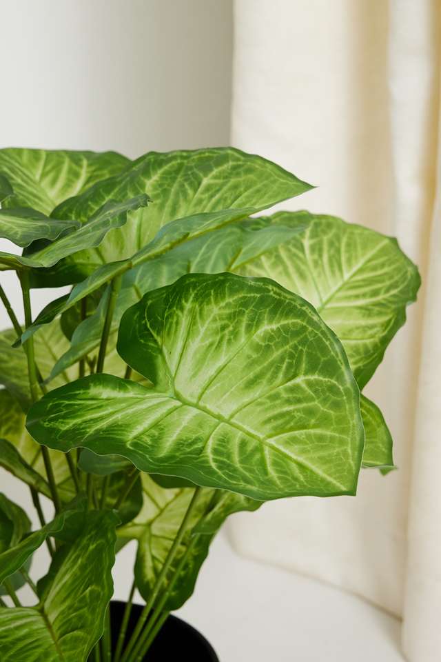 Peporomia-Dark-Green-Potted-Plant