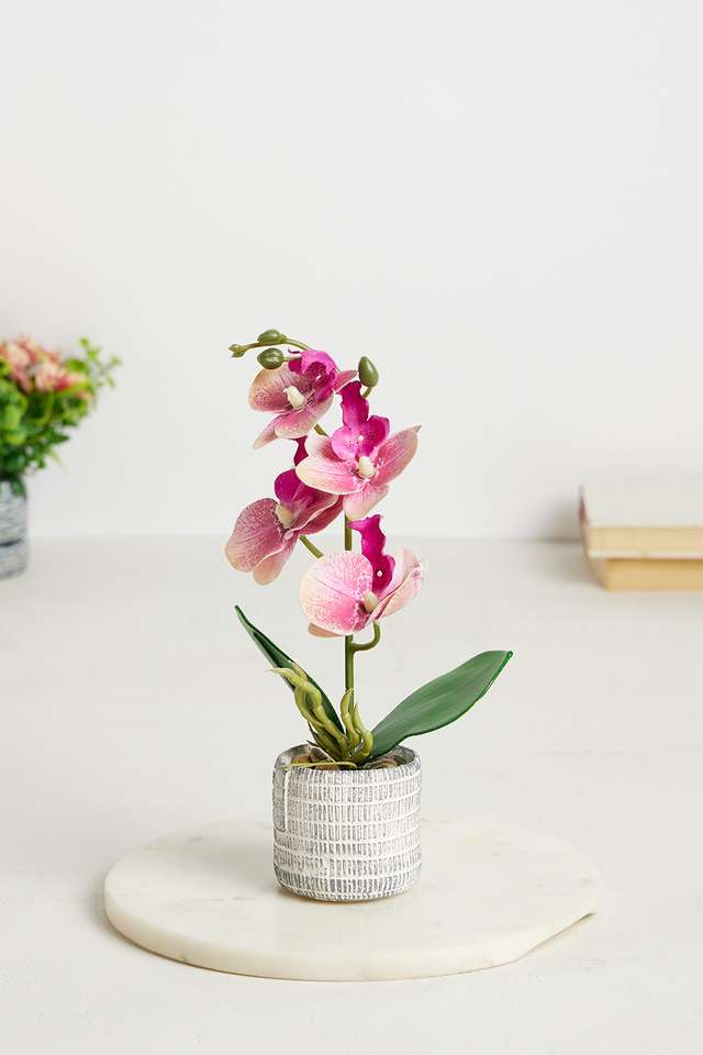 Gardenia-Cement-Potted-Orchid-Pink