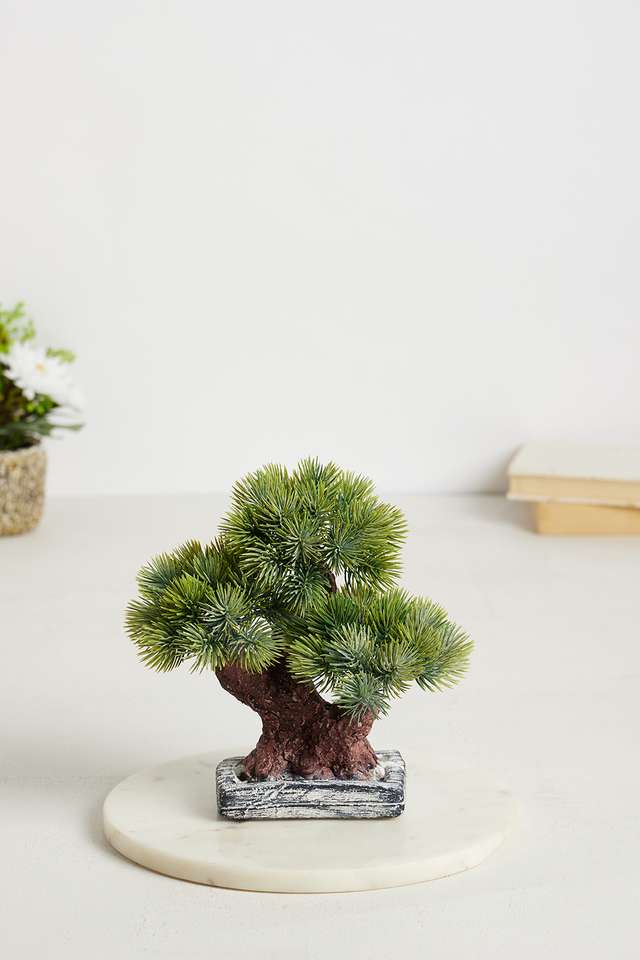 Gardenia-Fern-Bonsai