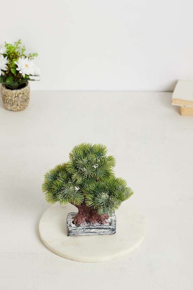 Gardenia-Fern-Bonsai