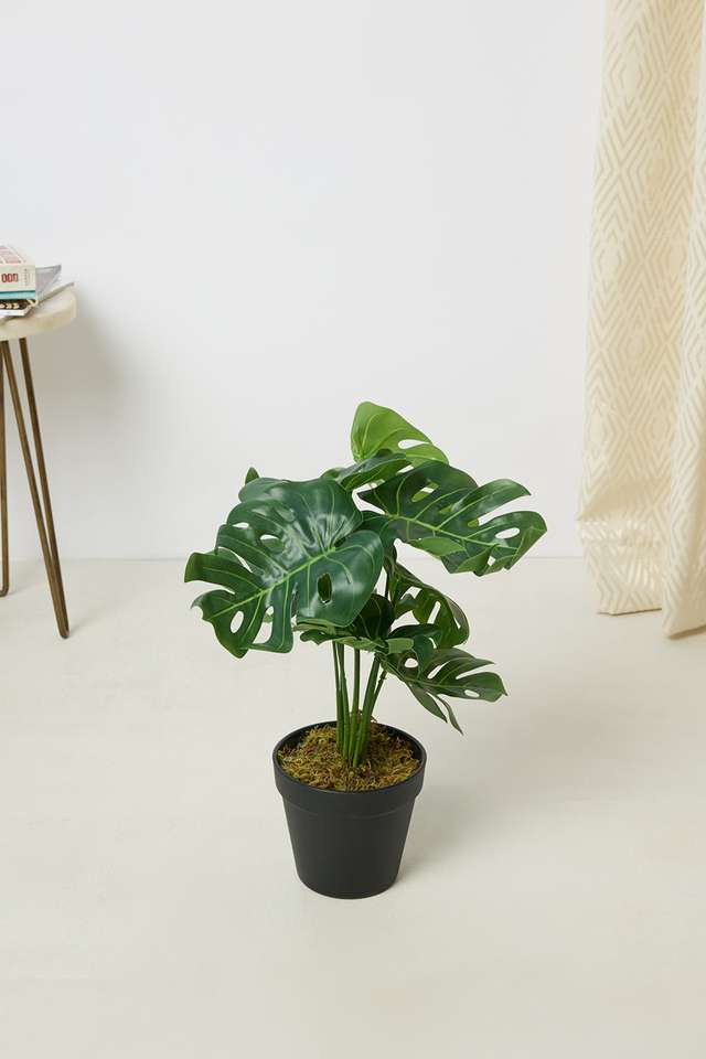 Everera-Monstera-Potted-Plant-Green-35Cm