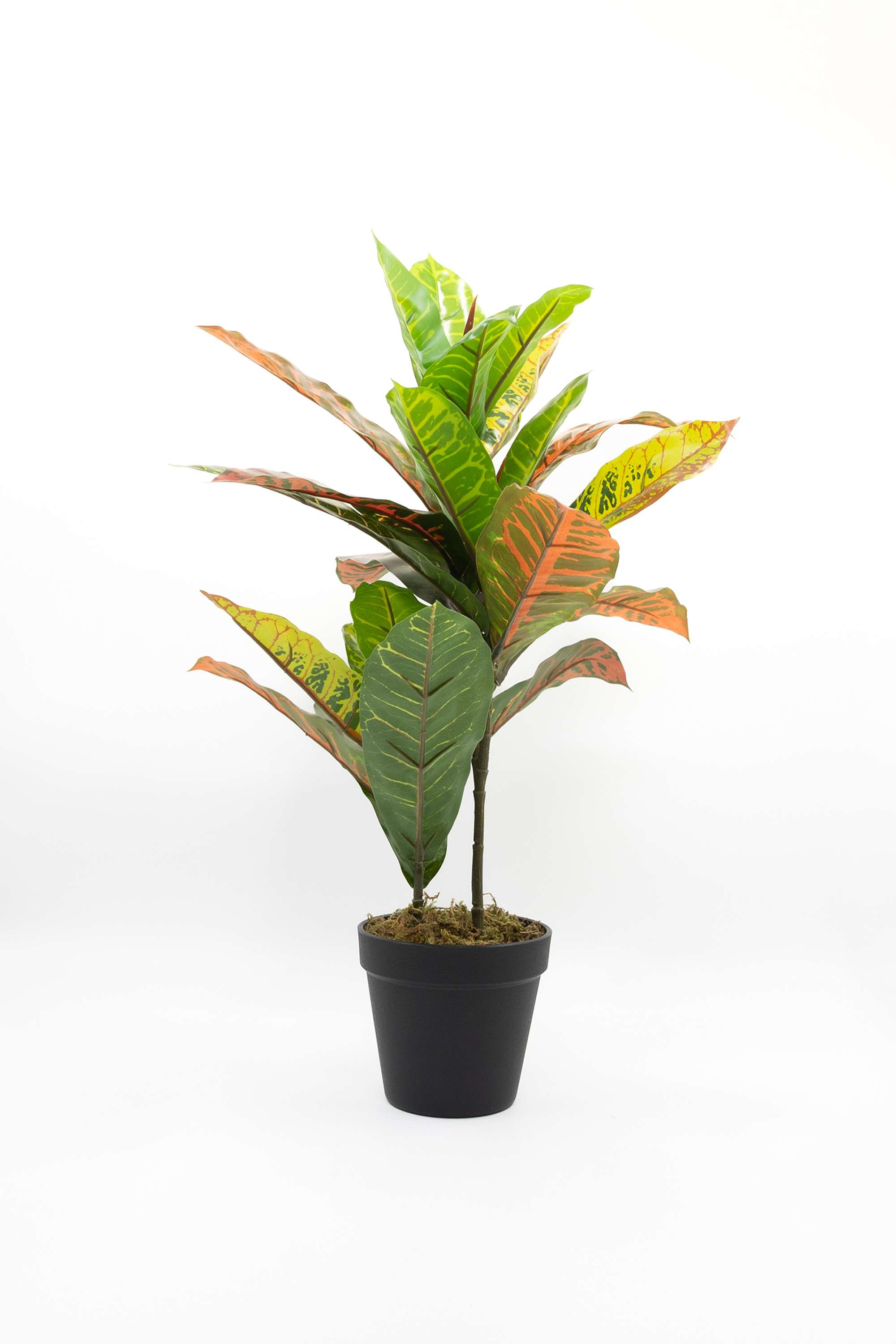 Everera-shadded-croton-potted-plant-green-45CM