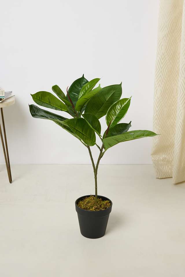 Everera-Rubber-Potted-Plant-Green-50Cm