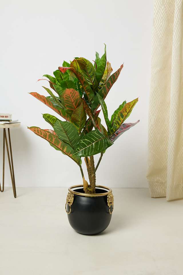 Everera-Croton-Potted-Plant-Green-60Cm