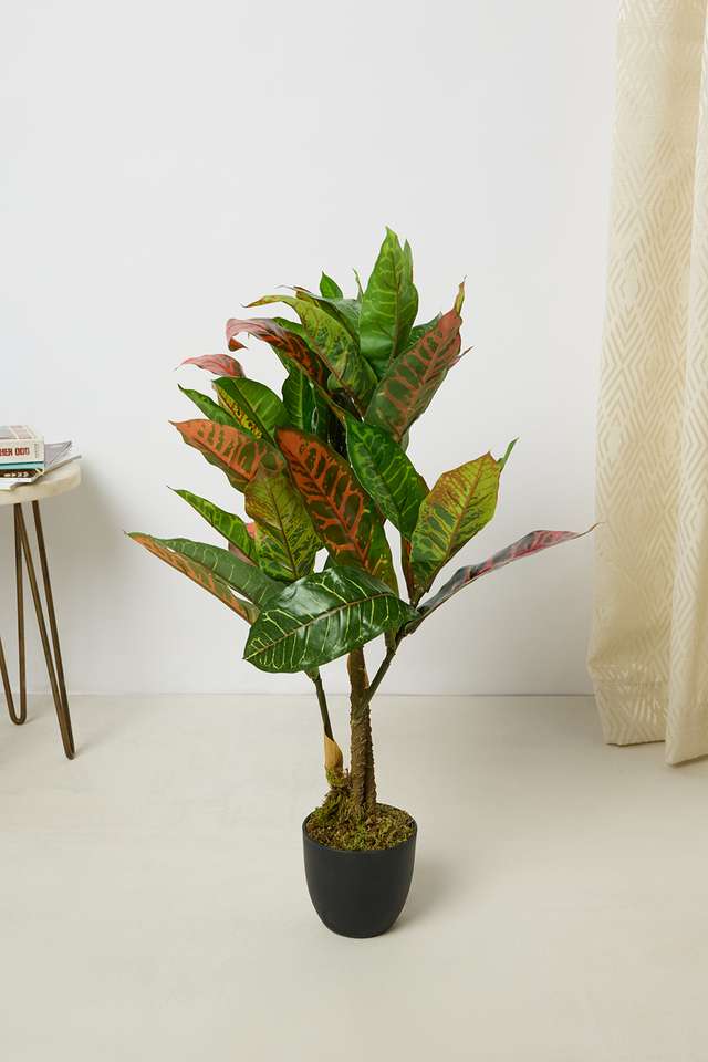 Everera-Croton-Potted-Plant-Green-60Cm