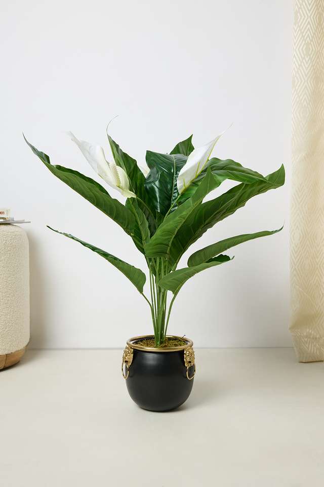 Everera-Peacelily-Potted-Plant-Green-70Cm