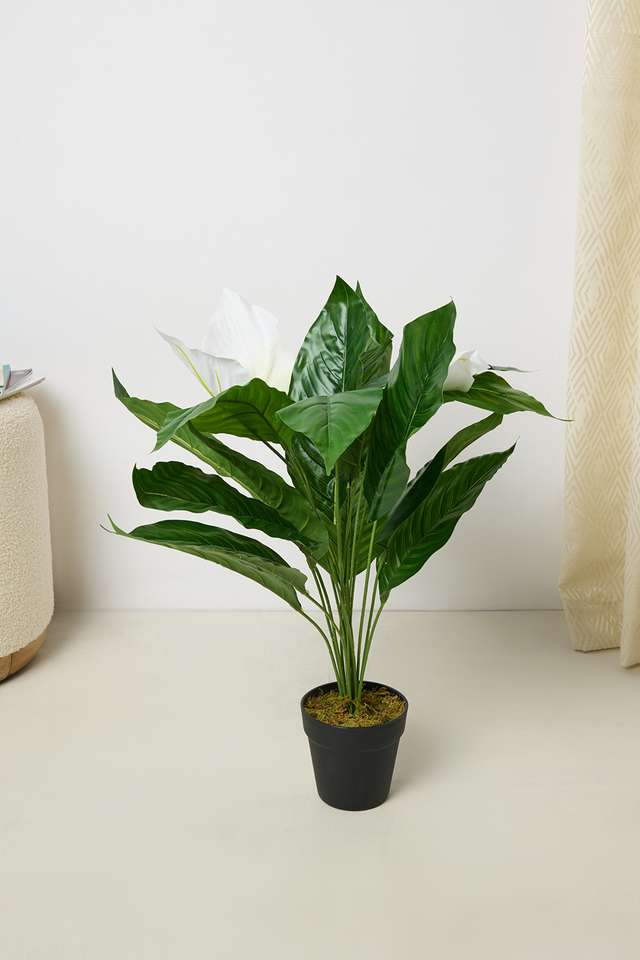 Everera-Peacelily-Potted-Plant-Green-70Cm