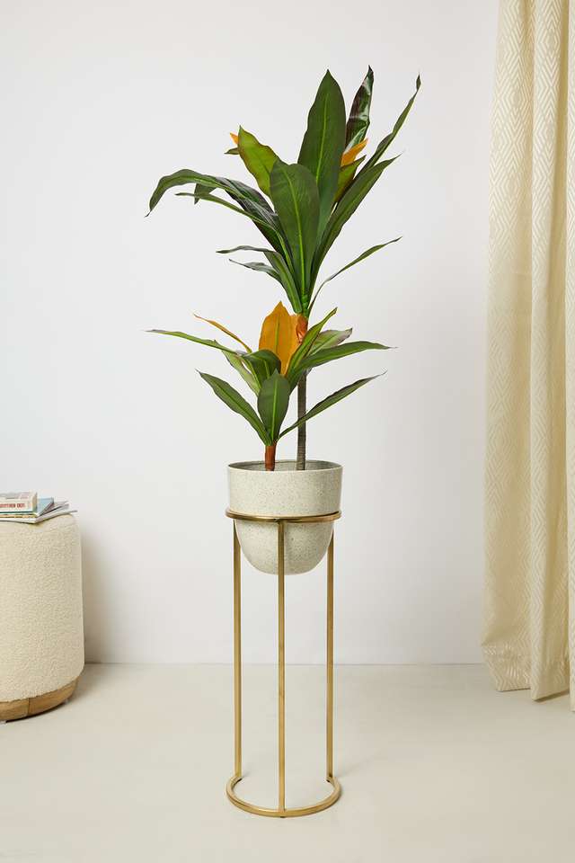 Everera-Dracaenas-Potted-Plant-Green-75Cm