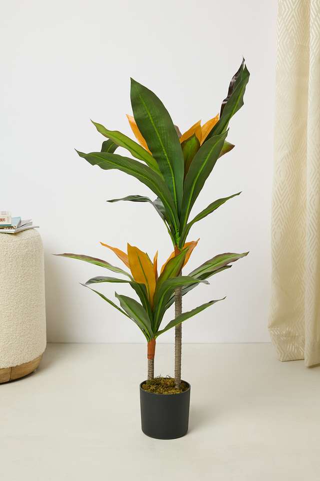 Everera-Dracaenas-Potted-Plant-Green-75Cm