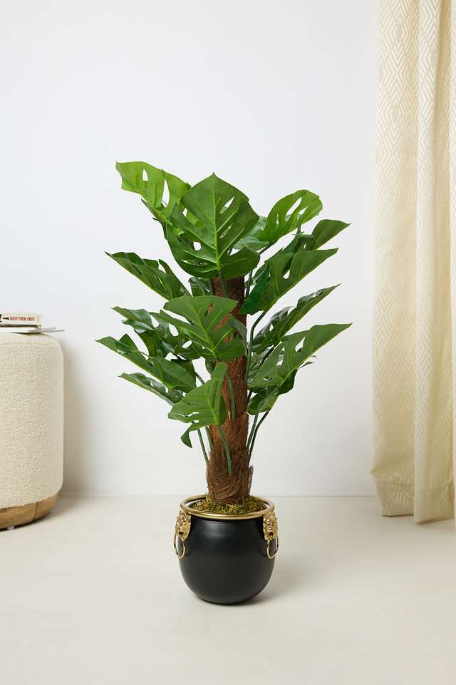 Everera-Monstera-Potted-Plant-Green-60Cm