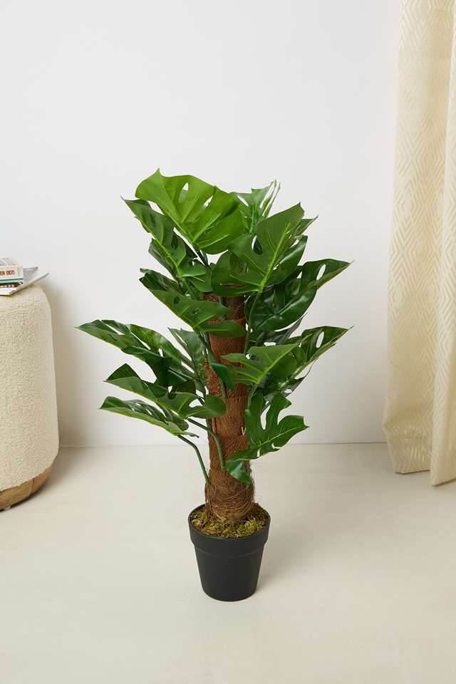 Everera-Monstera-Potted-Plant-Green-60Cm