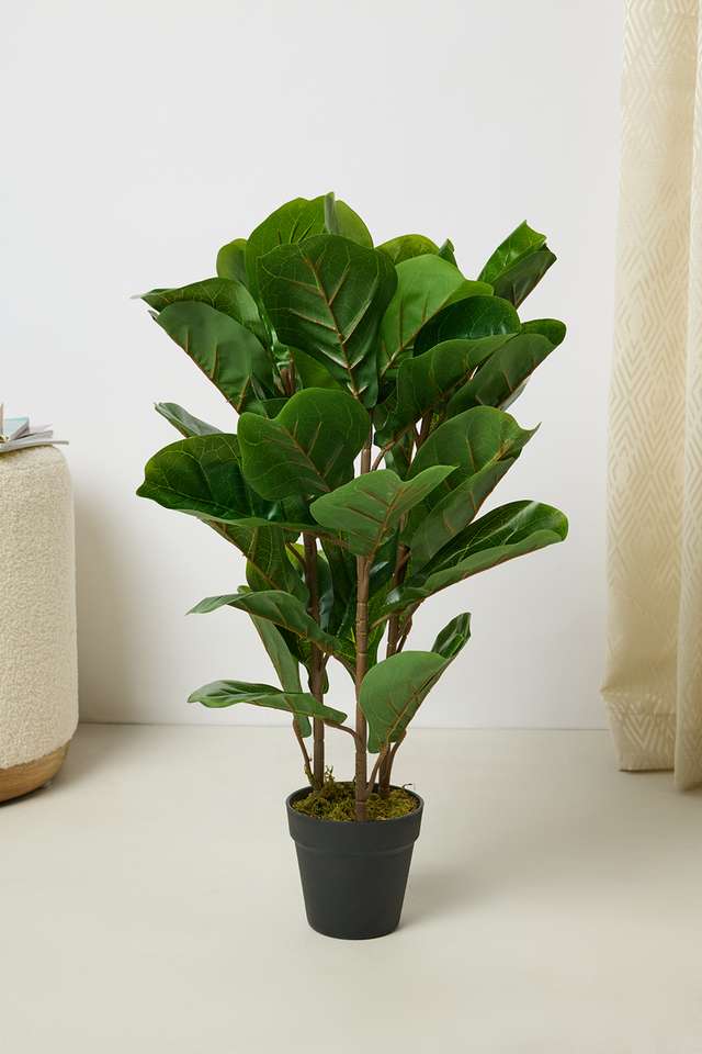 Everera-Fiddle-Potted-Plant-Green-70Cm