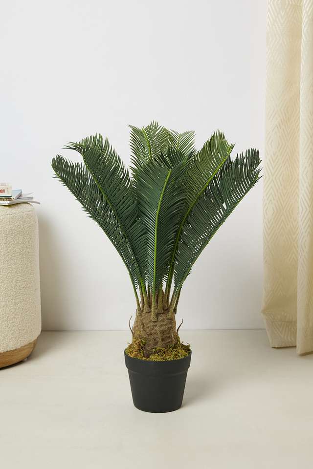 Everera-Cycus-Potted-Plant-Green-Pink-60Cm