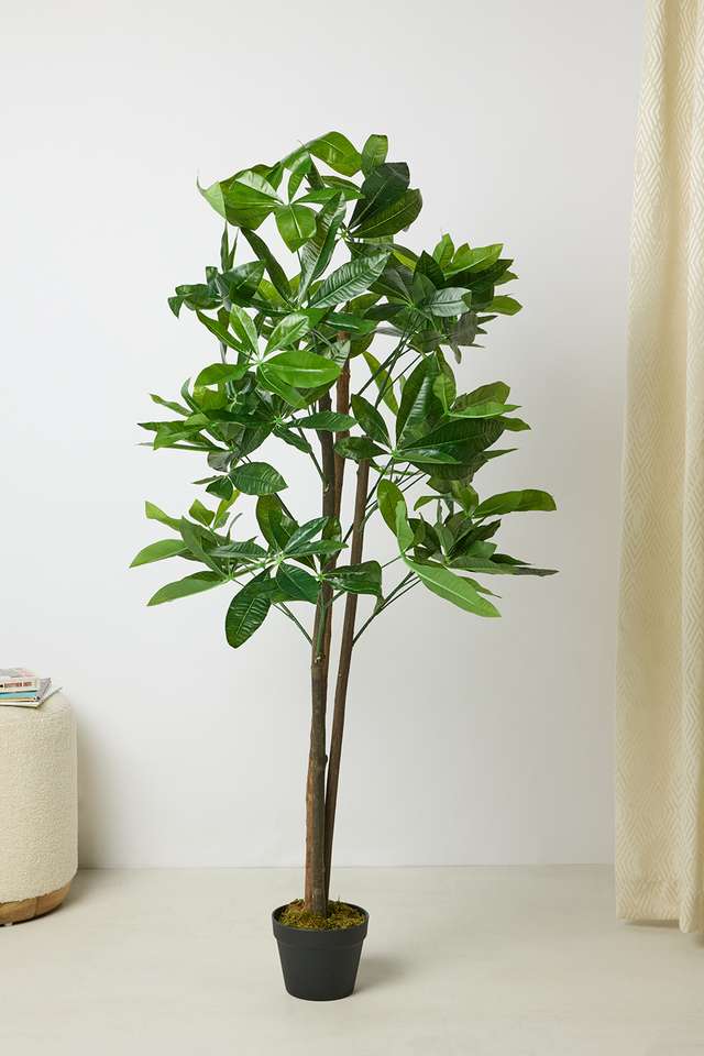 Everera-Schefflera-Potted-Tree-Green-150Cm