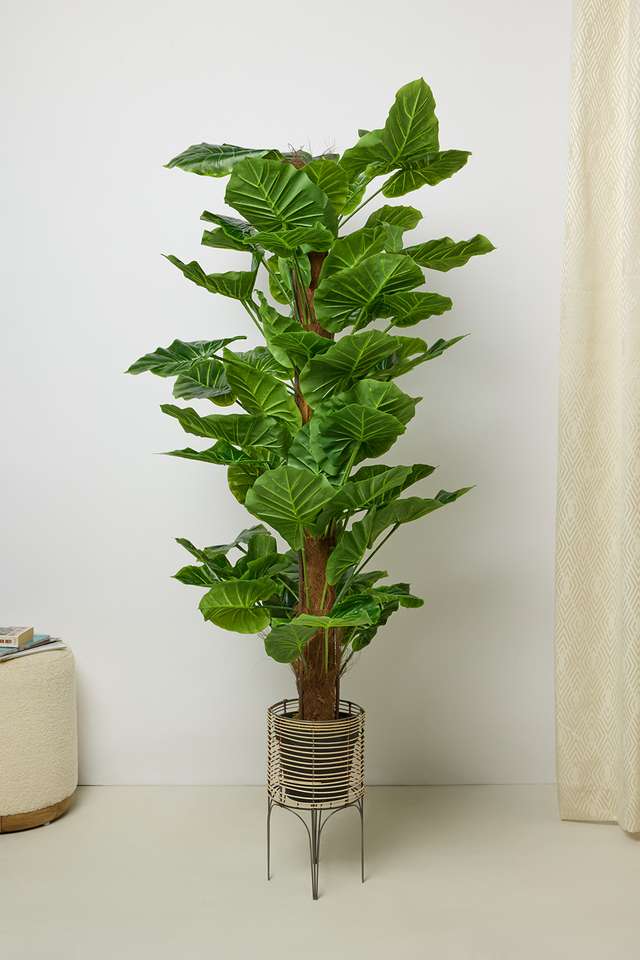 Everera-Money-Plnt-Potted-Tree-Green-145Cm