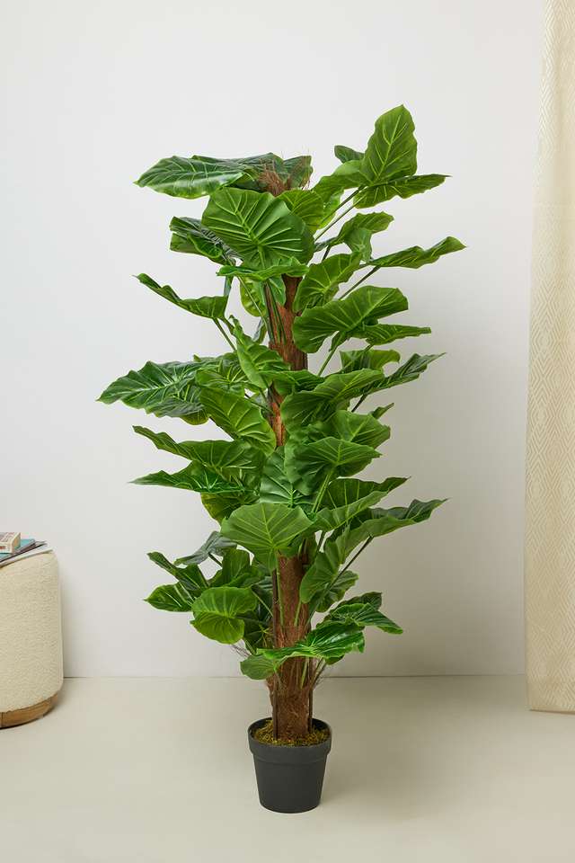 Everera-Money-Plnt-Potted-Tree-Green-145Cm