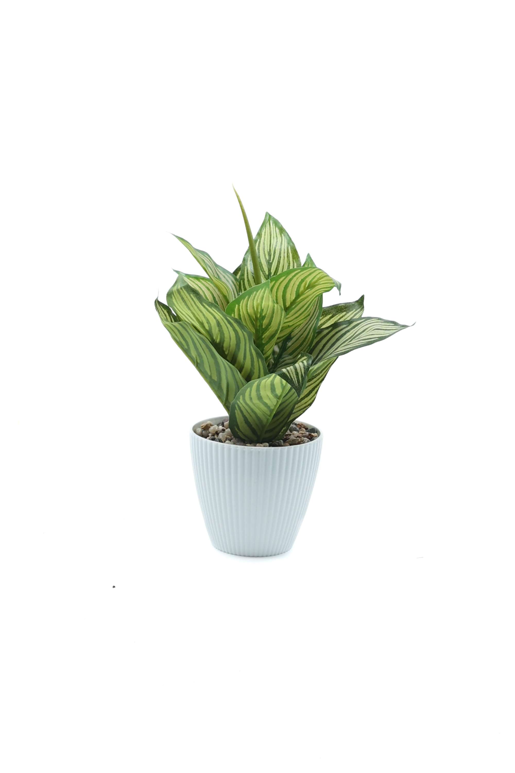 Everera-Plastic-Aglaonema-Potted-Plant