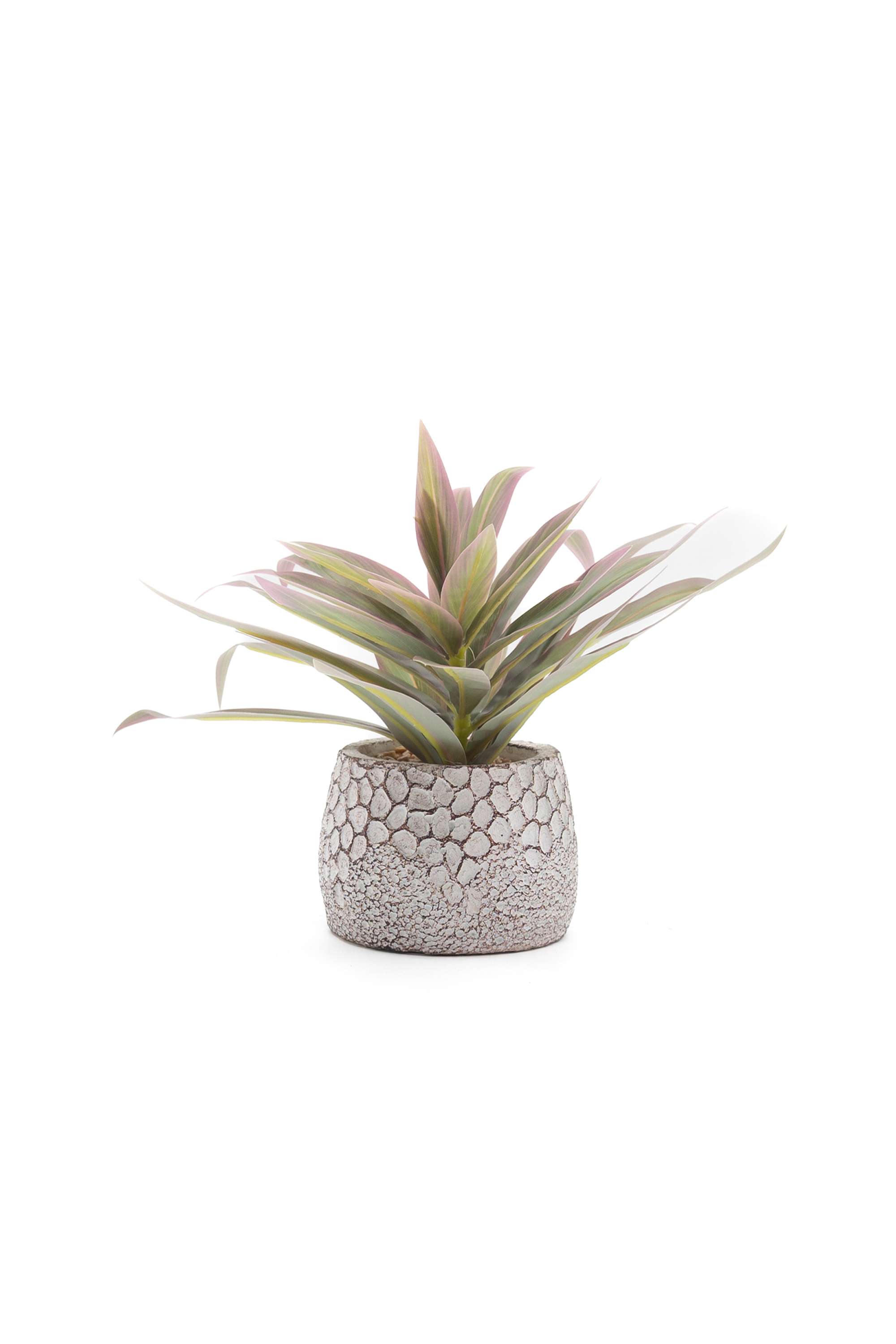 Everera-cordyline-crm-potted-plant-green-22CM