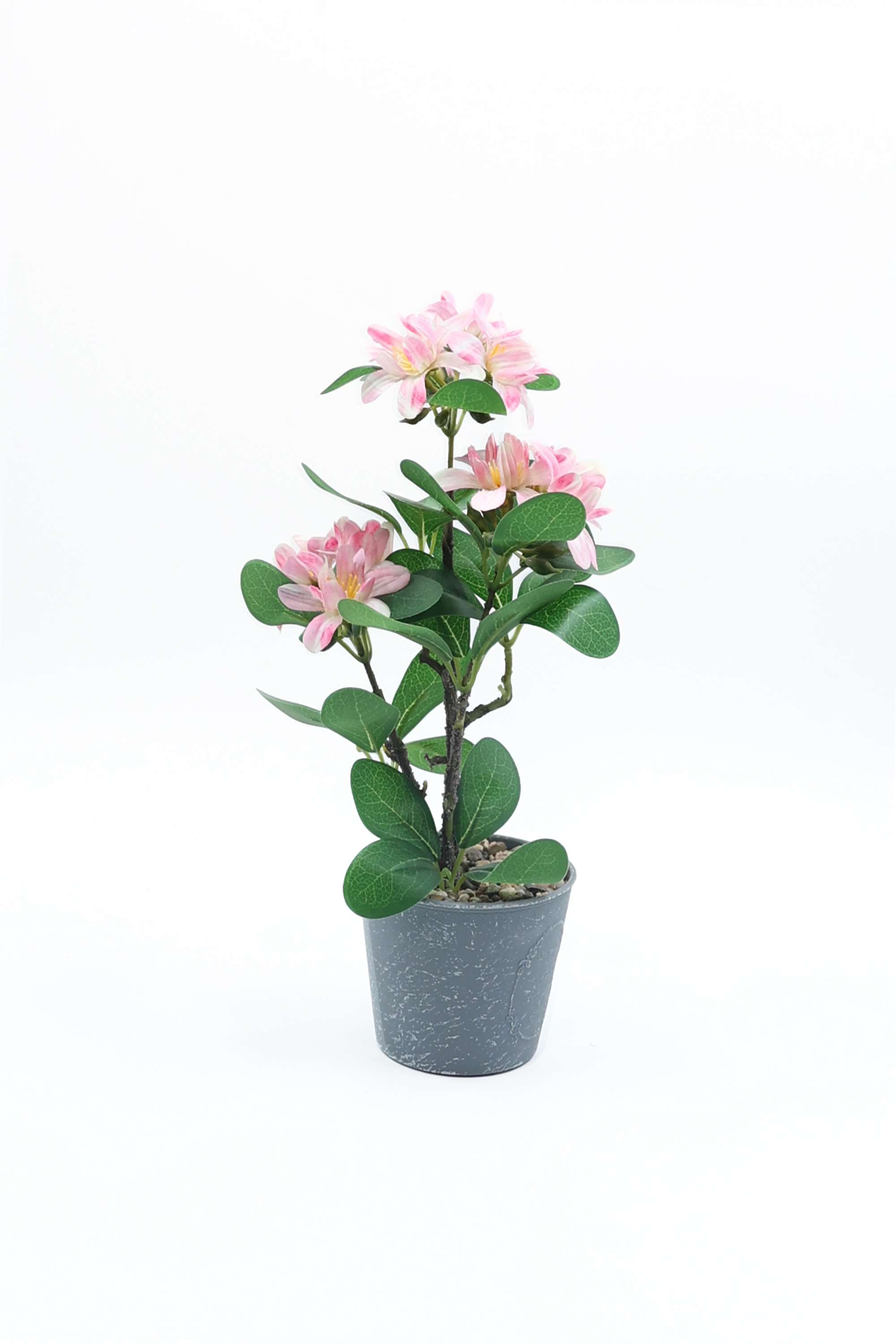 Everera-azalea-floor-potted-plant-pink-30CM